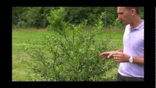 Carmine Jewel Bush Cherry Vs. Tart Cherry Trees Benefits, Harvesting & Care Tips