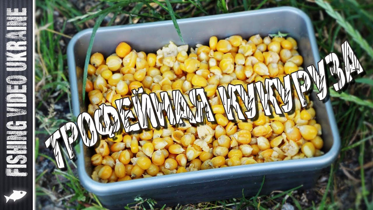 Как сделать кислую кукурузу для ловли карпа Как сделать кислую кукурузу для ловли карпа