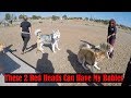 How To Socialize Your Dog Using A Dog Park, 2 Red Husky Female and 1 Male