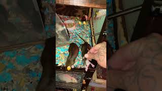Momma Rat Takes Her Baby Back