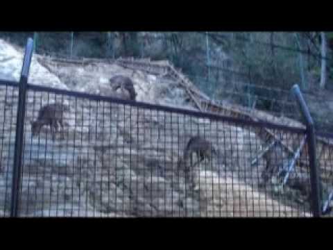 サル　池田動物園　岡山市北区