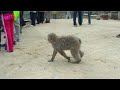Snow Monkey Park — 地獄谷野猿公苑— Japan