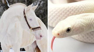 10 Most Rare Albino Animals