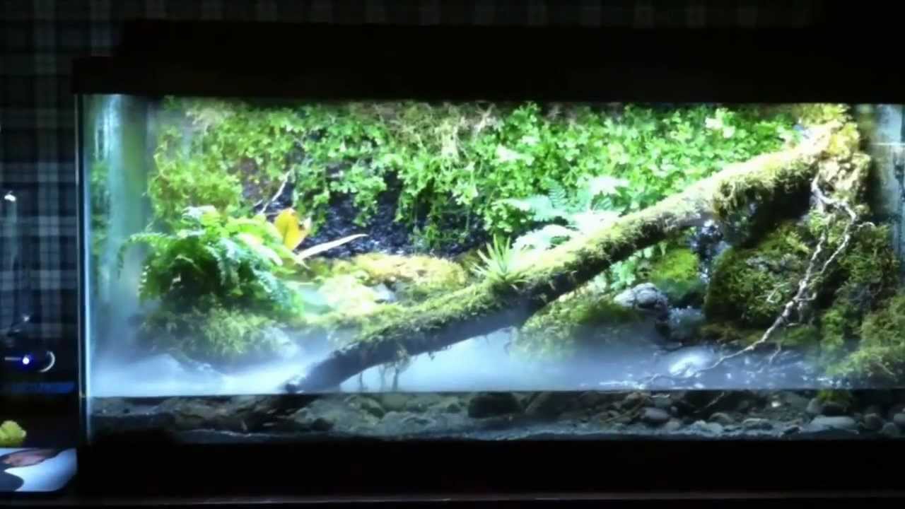 Vivarium frog tank. View at your own risk. - YouTube