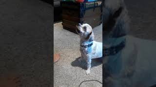 Stupid dog