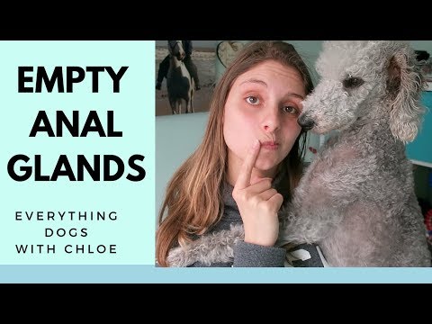 Express dog anal gland