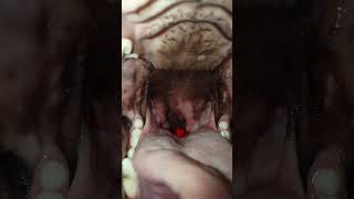Male Husky Gummy Swallow 2