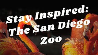 Balboa Park to You - Stay Inspired: The San Diego Zoo