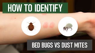 Do I Have Bed Bugs Or Dust Mites? Diy Pest Control
