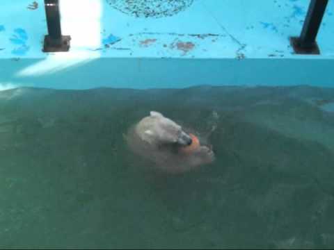 おびひろ動物園ホッキョクグマ　浮きで遊ぶキロル　2010．10 22