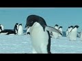 150k penguins die due to iceberg