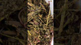 1000 New Pets ~ Gardening With Worms ~ Composting With Worms ~ Vermicomposting #shorts