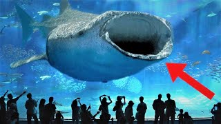Estos Son Los 7 Acuarios Más Grandes Del Mundo