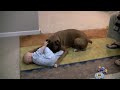 Linus the Boxer loves his baby