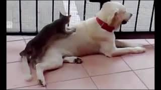 Top 100 Highlights of Animals VERY FUNNY ANIMALS 3