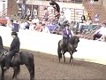 2009 Paso Fino Grand National A /O Performance Gelding Class