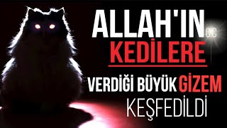 YOK ARTIK! ALLAH'IN KEDİLERE VERDİĞİİ BÜYÜK GİZEM KEŞFEDİLDİ.