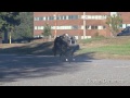 Boston Dynamics - WildCat Robot Sprinting Tests Reached Speed Of 16 mph (26 km/h) [1080p]