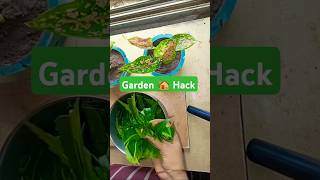 Garden Hack Remove Insect From Tree