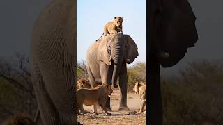 Elephant Defeats Lion