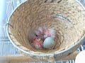 Filhotes de canário belga sendo alimentados pela mãe