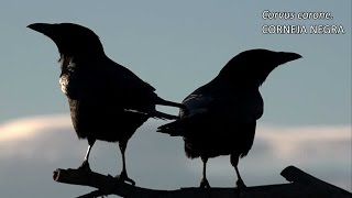 Corvus Corone Corneja Negra