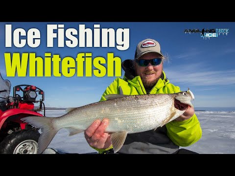 Ice Fishing Whitefish (The Complete Guide)