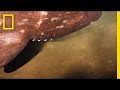 Rarely Seen Shark Filmed Near Underwater Volcano | National Geographic