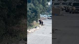 Bear Stops Traffic On Southern California Freeway