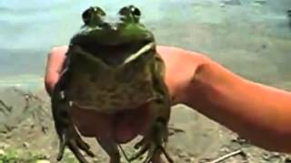 Amazing Frog Screams Out Weed Poop For All To Hear