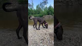 What A Plott Dog Should Look Like