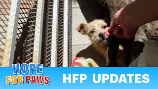 Hope For Paws - Updates By Eldad Hagar - Please Subscribe