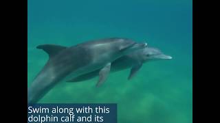 Take A Look At These Baby Dolphins