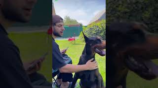 Reynmenin Köpeği Eğitimden Sonra