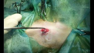 Spay Snook Hook Animal Ovaries Removal Hook Vet Snook Ovariectomy Hook Dogs Cats Veterinary Instrume