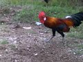 Ayam Pikat Baru Amik images Ayam Pikat Baru Amik