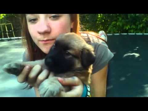 my new dog Lila (LI-la)