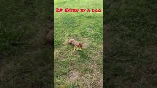 20 Ways To Kill Yoshi