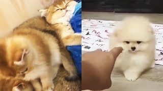 Cutest Cats and Dogs Videos Compilation Cute Funny Animal Moments #1
