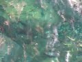 Steelhead Sanctuary Part Three