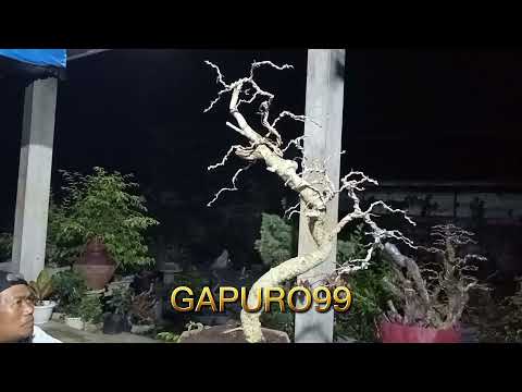 BONSAI BUNJIN / BUNJIKI || PROSES PEMBENTUKAN BONSAI BUNJIN