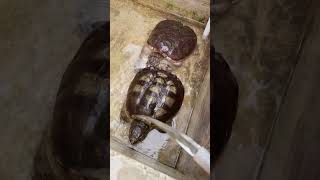 Double The Turtles, Double The Love Witnessing The Snapping Turtles Mating Dance Is A Real Treat