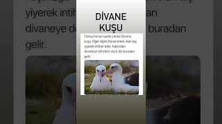 Divane Kuşu
