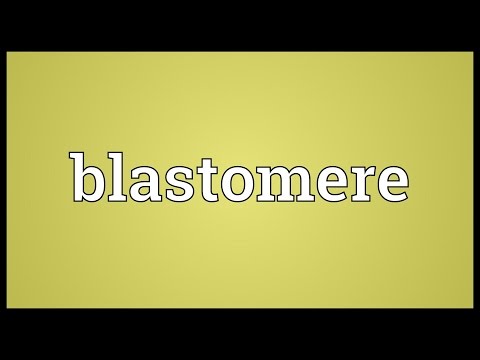 Header of blastomere