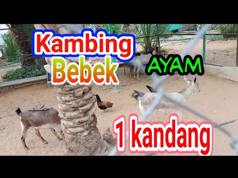 Kambing Bebek Ayam || Satu Kandang