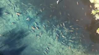 Manatee everywhere in the Homosassa Springs 12/12/18