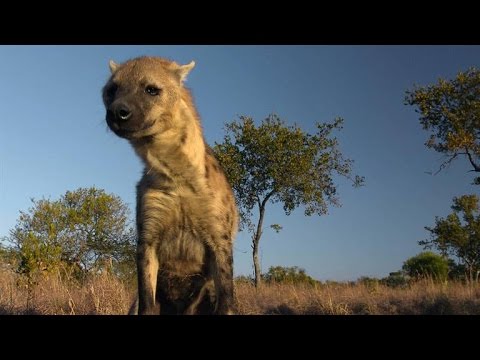 Hyenas Know Who's Single... Through Scent