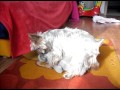 il mio cane fa sesso con fidanzata! parte4