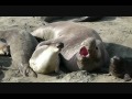Successful Elephant Seal Mating images Successful Elephant Seal Mating