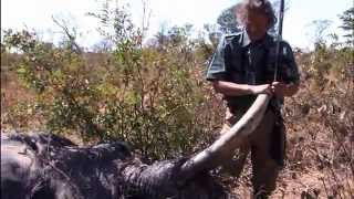 Shocking Muzzle Loader Elephant Hunt Shocking Muzzle Loader Elephant Hunt